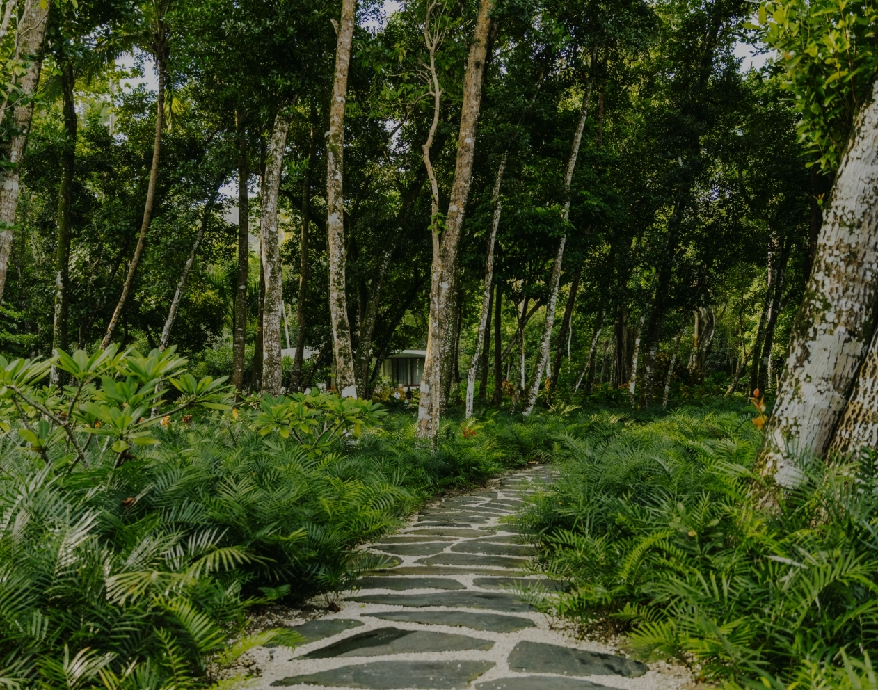 Jungle Paths